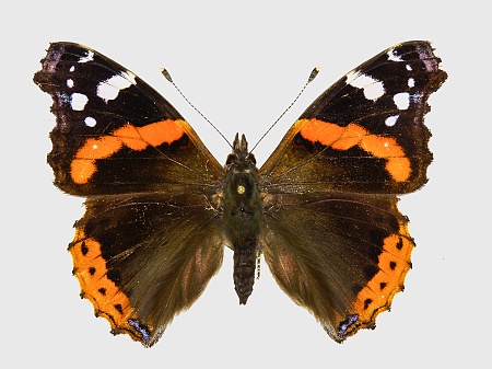 Vanessa atalanta