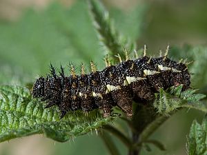 Vanessa atalanta