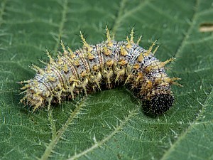 Vanessa atalanta