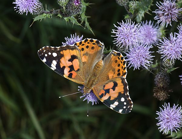 Vanessa cardui