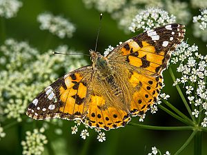 Vanessa cardui