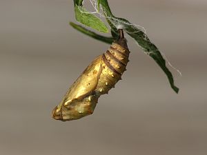 Vanessa cardui