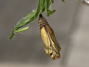 Vanessa cardui