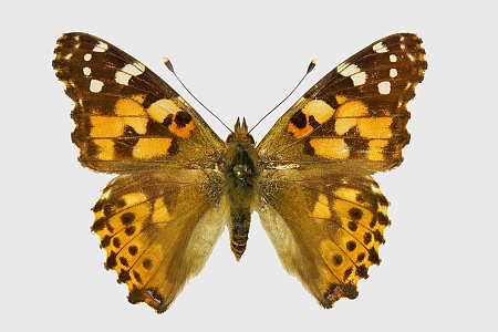 Vanessa cardui