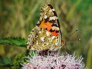 Vanessa cardui