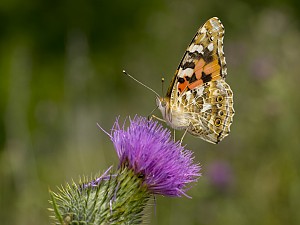 Vanessa cardui