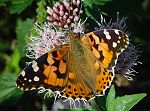 Vanessa cardui