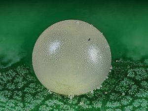 Iphiclides podalirius