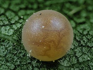 Iphiclides podalirius