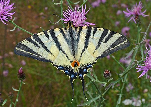 Iphiclides podalirius