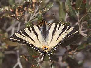 Iphiclides podalirius