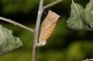 Iphiclides podalirius