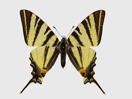 Iphiclides podalirius