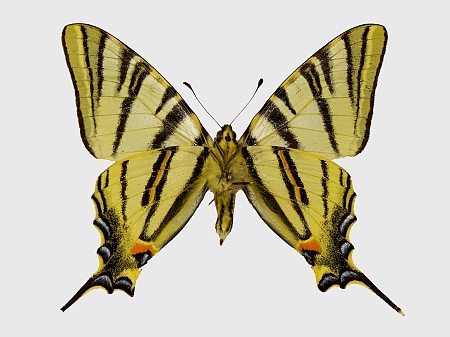 Iphiclides podalirius