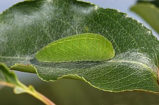 Iphiclides podalirius