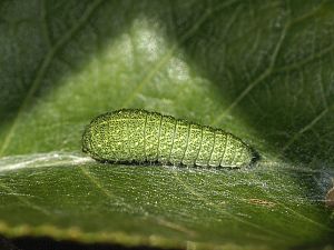 Iphiclides podalirius