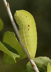 Iphiclides podalirius