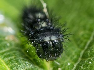 Iphiclides podalirius