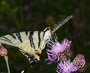 Iphiclides podalirius