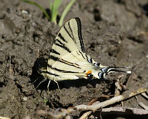 Iphiclides podalirius