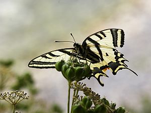 Papilio alexanor