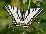 Papilio alexanor