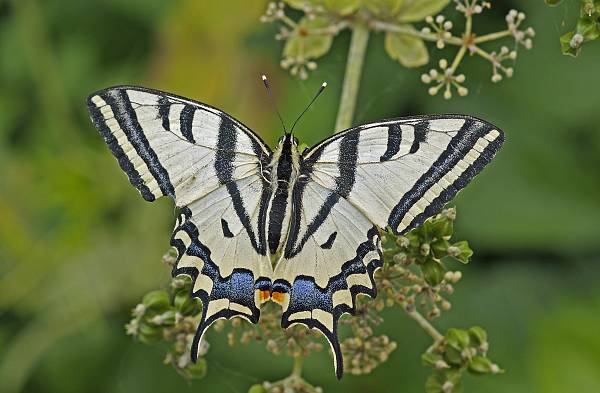 Papilio alexanor