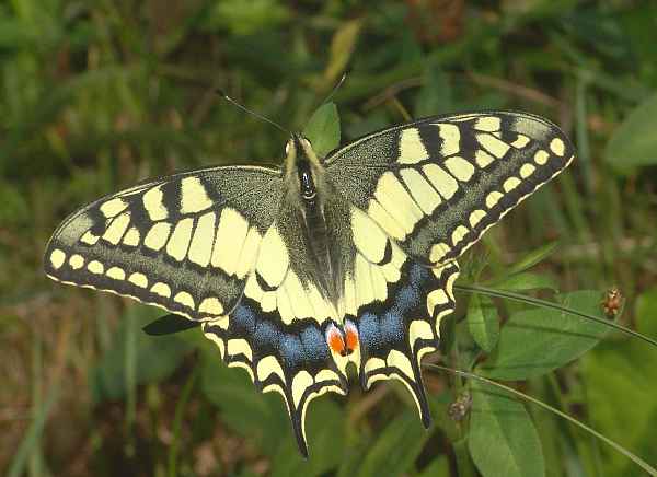 Papilio machaon