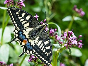 Papilio machaon