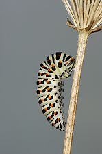 Papilio machaon