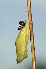 Papilio machaon