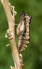 Papilio machaon