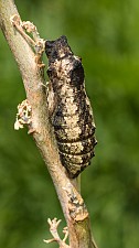 Papilio machaon