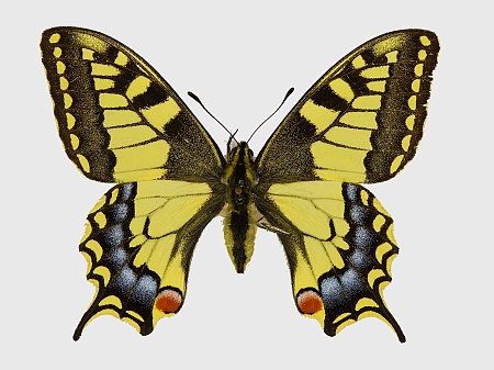 Papilio machaon