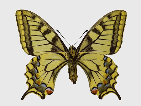 Papilio machaon