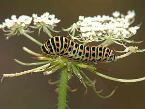 Papilio machaon