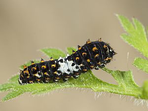 Papilio machaon