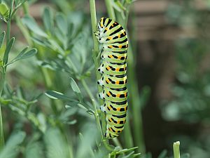 Papilio machaon
