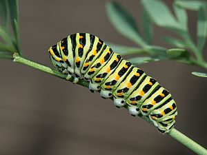Papilio machaon