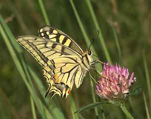 Papilio machaon