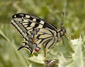 Papilio machaon