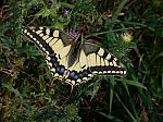 Papilio machaon