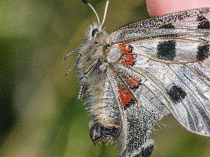 Parnassius apollo