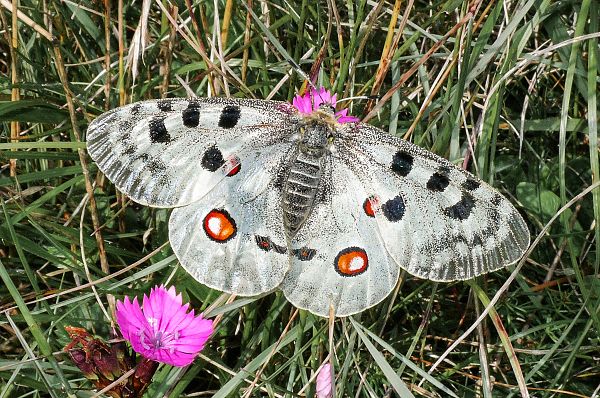 Parnassius apollo