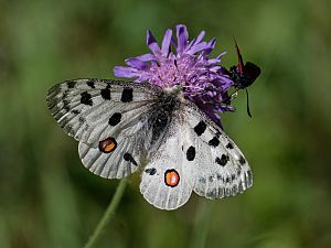 Parnassius apollo