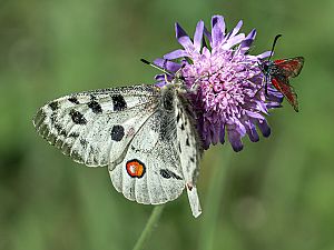 Parnassius apollo