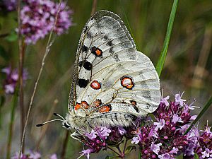 Parnassius apollo