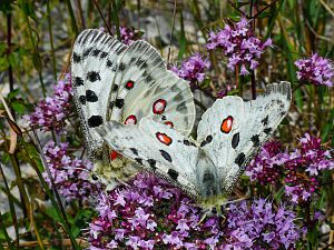 Parnassius apollo