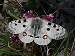 Parnassius apollo