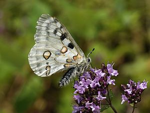 Parnassius apollo ssp vinningensis